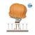 POP Animation: One Piece Straw Hat Piece - Nami Exclusivo WePlay